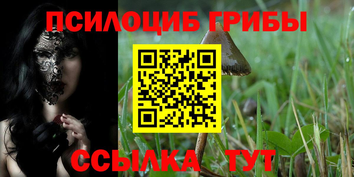 Избербаш  где продают   Вход с VPN  Псилоцибиновые грибы Psilocybine cubensis  Галлюциногенные грибы Cubensis 
